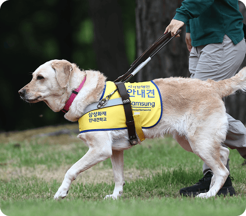 A guide dog from Samsung Fire's Guide Dog School is walking with its trainer